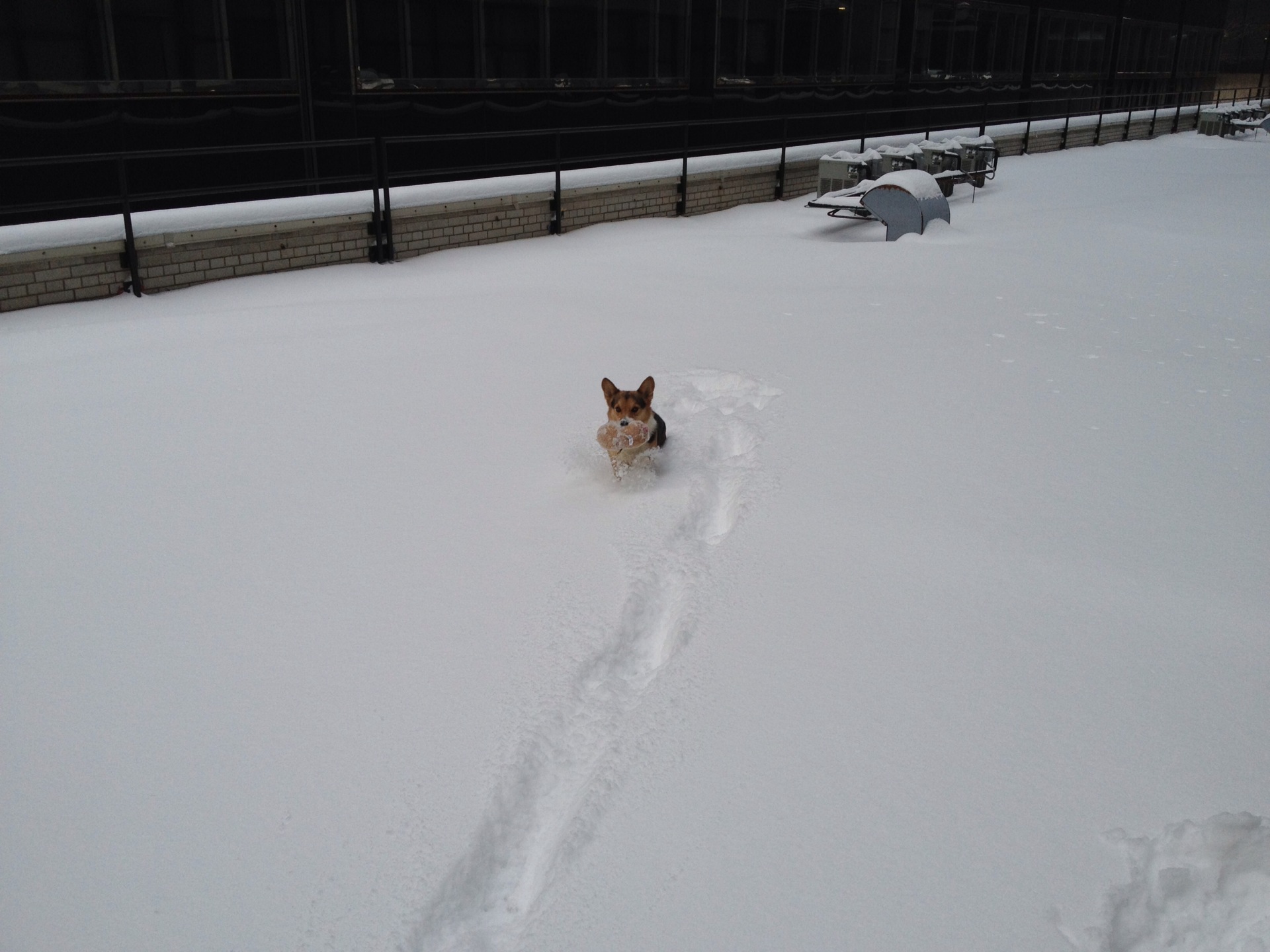 Welcome to my page. This is a photo of my dog.